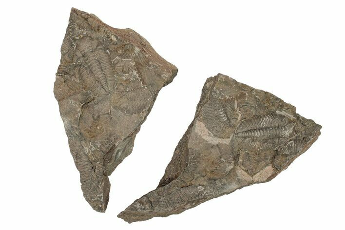 Ordovician Trilobite Mortality Plate (Pos/Neg) - Morocco #267356